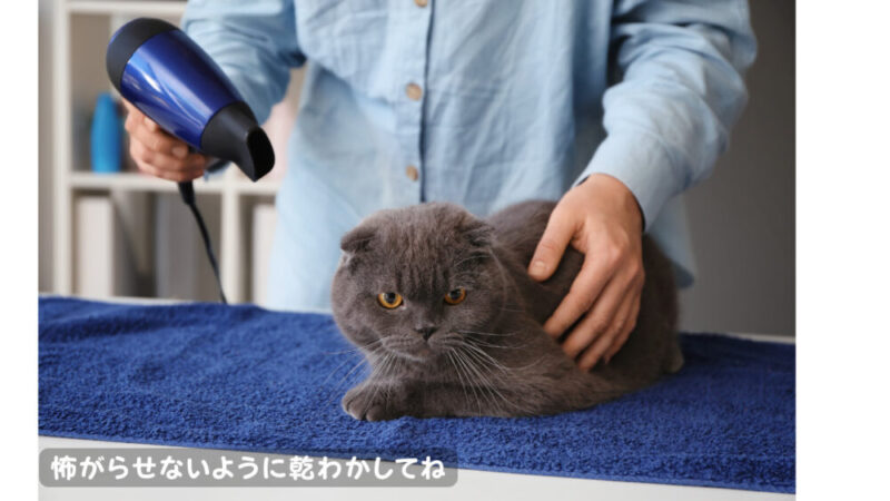 猫を怖がらせないようにドライヤーを少し離して乾かしている様子