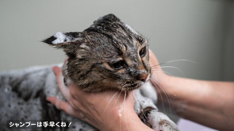 猫のシャンプーは手早くすることが大事。