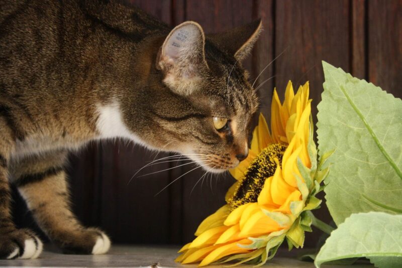 猫とひまわり