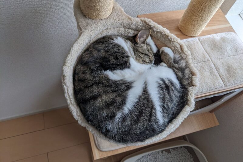 よく眠る猫